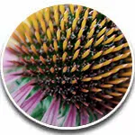 Echinacea-extrakt – stödjer kroppens naturliga försvar