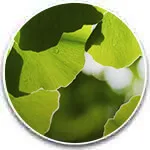 Ginkgo biloba-extrakt – bidrar till normal blodcirkulation