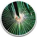 Serenoa repens – används traditionellt för att stödja prostatafunktion